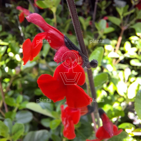 Salvia greggii 'Royal Bumble' 