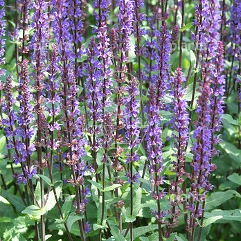 Salvia nemorosa 'Caradonna'
