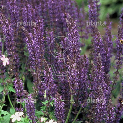 Salvia nemorosa 'Mainacht'