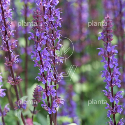 Salvia nemorosa 'Mainacht'