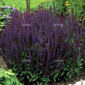 Salvia nemorosa 'Ostfriesland'