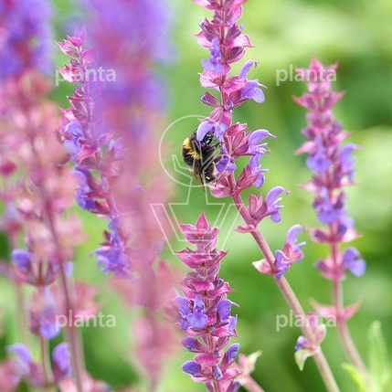 Salvia nemorosa 'Ostfriesland'
