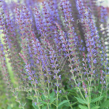 Salvia nemorosa 'Ostfriesland'