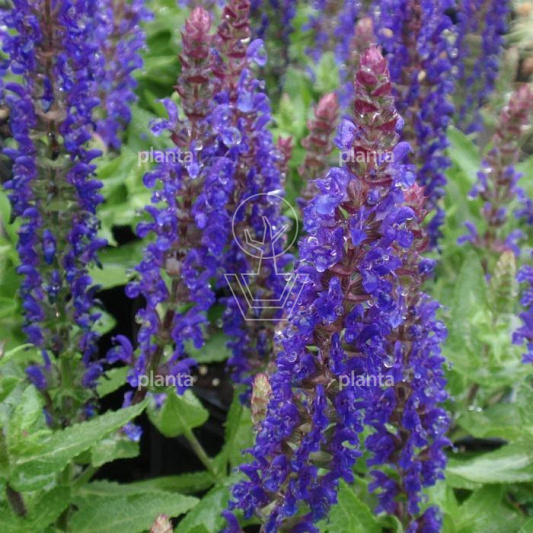 Salvia nemorosa 'Sens. Deep Blue'