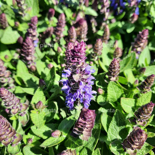 Salvia nemorosa 'Sens. Deep Blue'