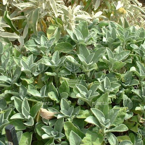 Salvia officinalis 'Berggarten'