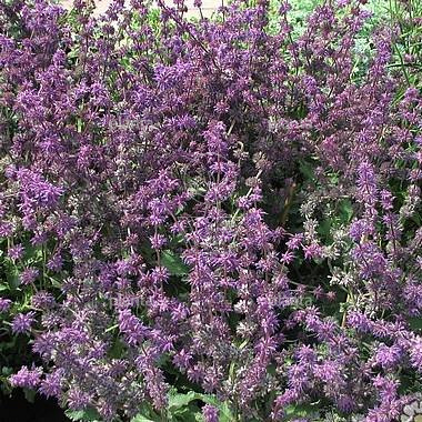 Salvia verticillata 'Purple Rain'