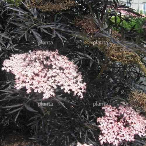 Sambucus nigra 'Black Lace'