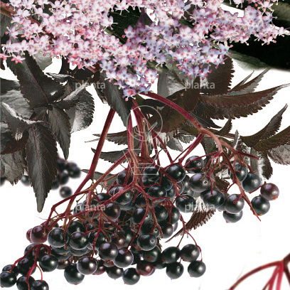 Sambucus nigra 'Black Tower'