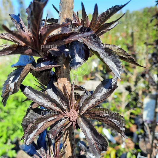 Sambucus nigra 'Black Tower'