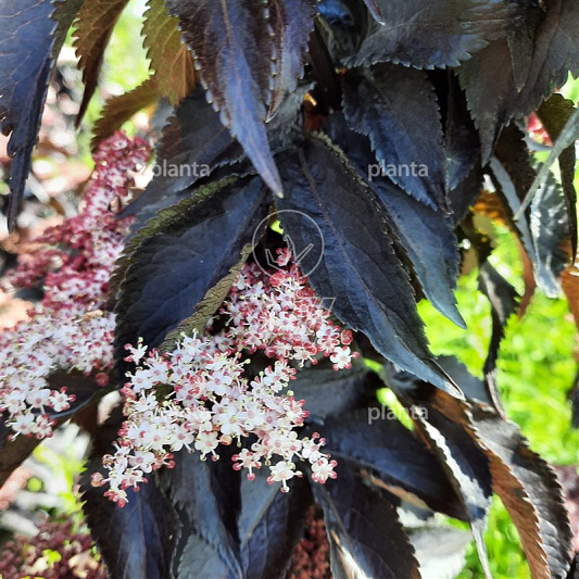 Sambucus nigra 'Black Tower'
