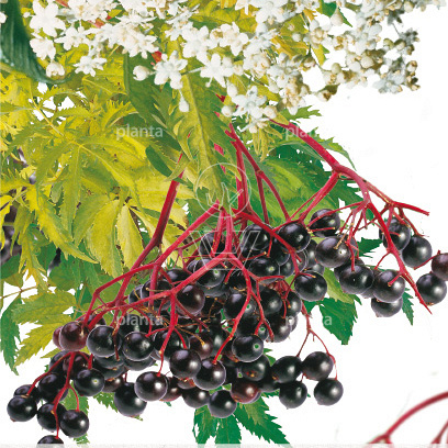 Sambucus nigra 'Golden Tower' 