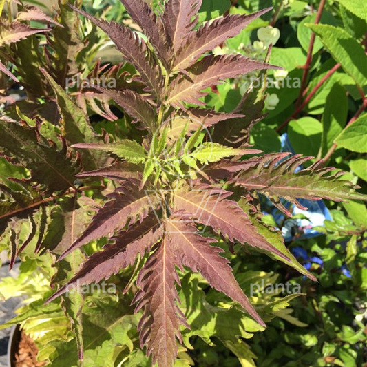 Sambucus nigra 'Serenade'