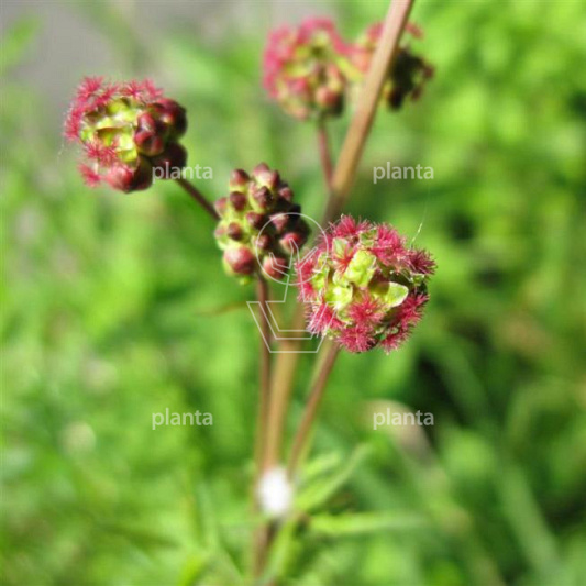 Sanguisorba minor