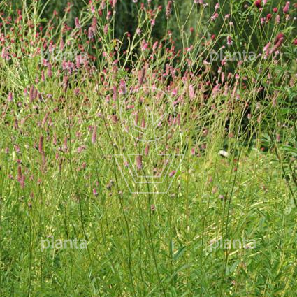 Sanguisorba officinalis 'Pink Tanna'