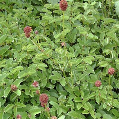 Sanguisorba officinalis 'Tanna'
