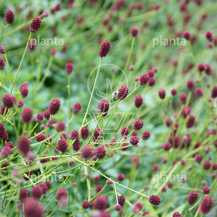 Sanguisorba officinalis 'Tanna'