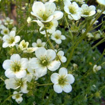 Saxifraga arendsii 'Schneeteppich'