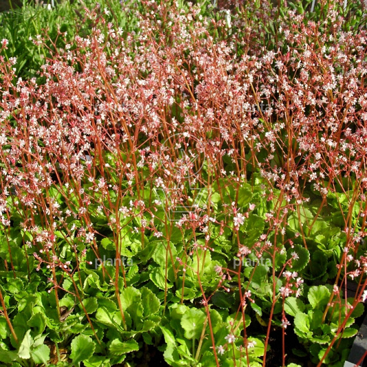 Saxifraga urbium