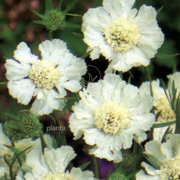 Scabiosa caucasica 'Alba'