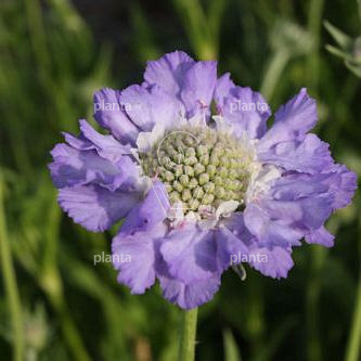 Scabiosa caucasica 'Perfecta'