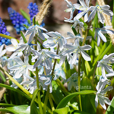 Scilla mischtschenkoana