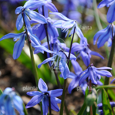 Scilla siberica