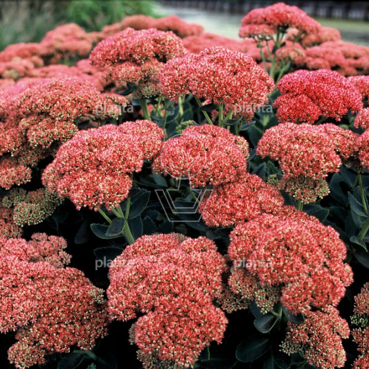 Sedum 'Herbstfreude'