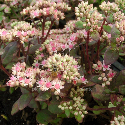 Sedum 'Matrona'
