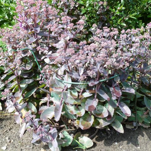 Sedum 'Purple Emperor'