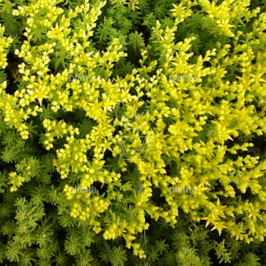 Sedum acre