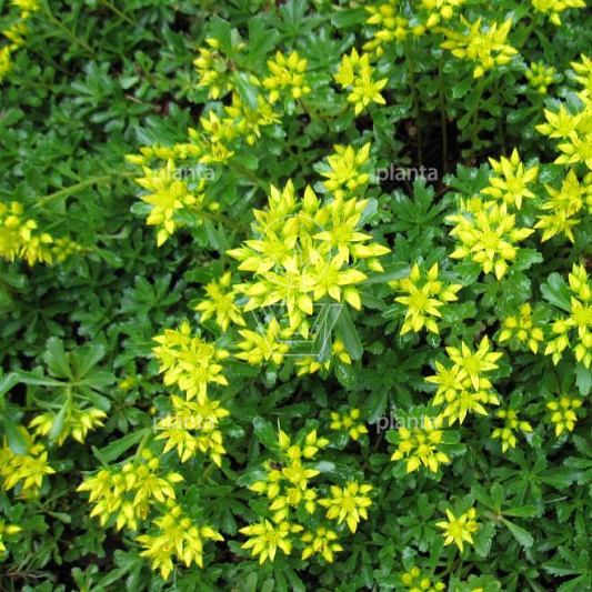 Sedum floriferum 'Weihenstephaner Gold'