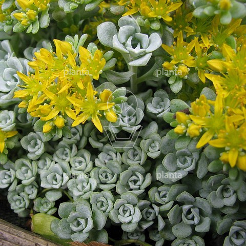 Sedum spathulifolium 'Cape Blanco'