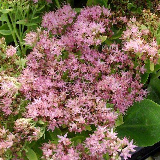 Sedum spectabile 'Brillant'