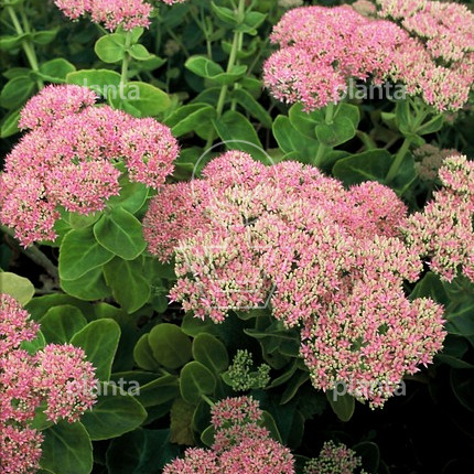 Sedum spectabile 'Brillant'