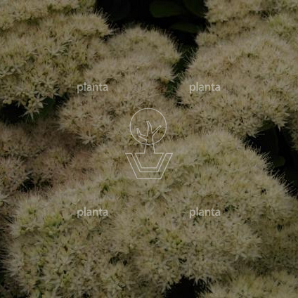 Sedum spectabile 'Stardust'