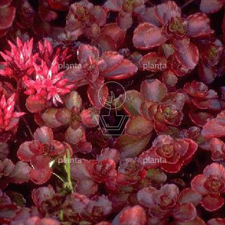 Sedum spurium 'Fuldaglut'