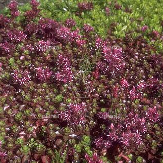 Sedum spurium 'Fuldaglut'