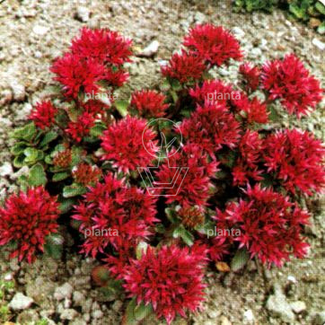 Sedum spurium 'Fuldaglut'