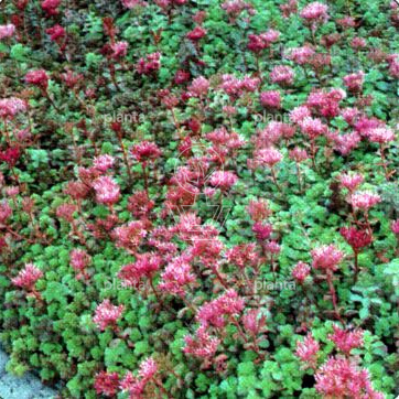 Sedum spurium 'Schorbuser Blut'
