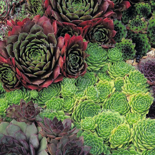 Sempervivum gemengd