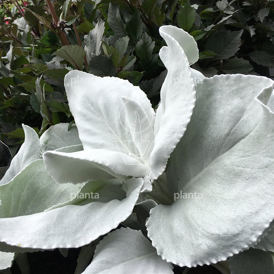 Senecio 'Angel Wings'