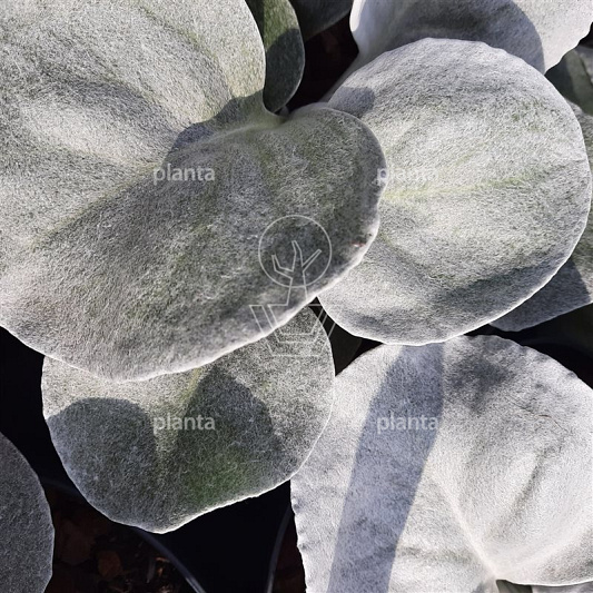 Senecio 'Angel Wings'