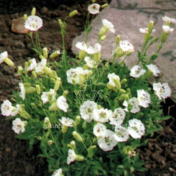 Silene maritima 'Weisskehlchen'