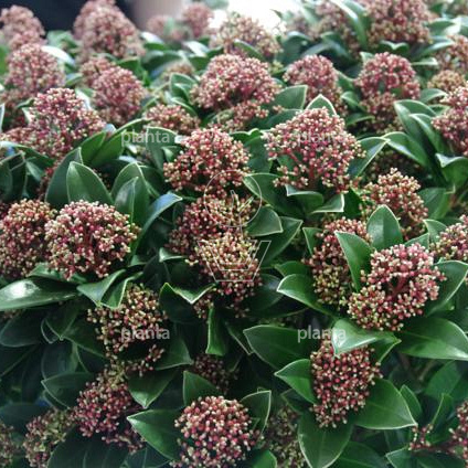 Skimmia japonica 'Pink Dwarf'
