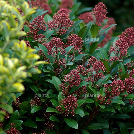 Skimmia japonica 'Rubella'