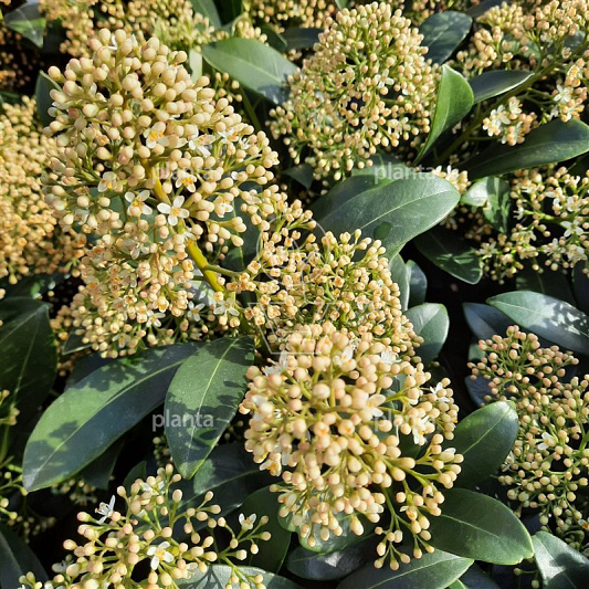 Skimmia j. 'Snow White'