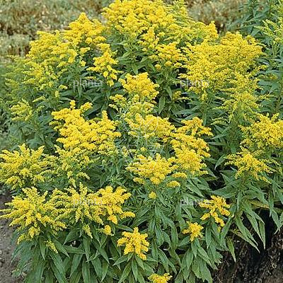 Solidago 'Goldkind'