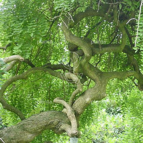 Sophora japonicum 'Pendula'