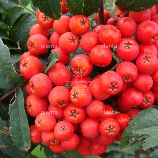 Sorbus aucuparia edulis